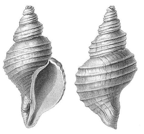 Drawings, Shell drawing, Shells