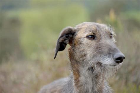 The 11 Most Popular Irish Dog Breeds - A-Z Animals