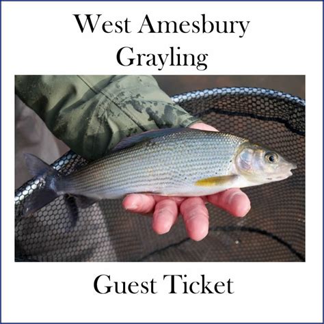 West Amesbury Grayling Guest Ticket The Salisbury District Angling Club