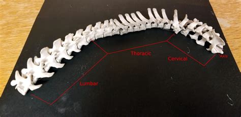 Raccoon Anatomy Diagram