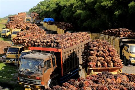 Memahami Patokan Referensi Harga CPO Dan TBS Sawit Di Indonesia