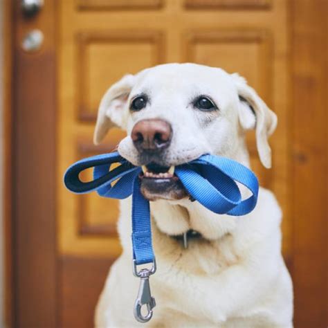 Cu Ntas Horas Puede Estar Un Perro Sin Salir A La Calle Actualizado