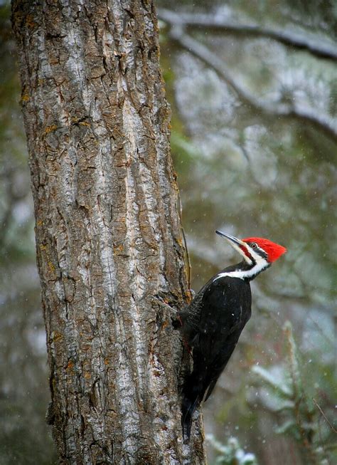 Pileated Woodpecker – License image – 70482175 lookphotos