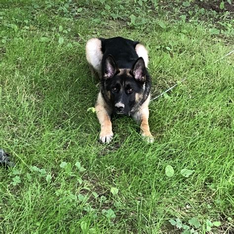 Met 8 month old Alasken Malamute / German Shepherd mix Herman! : r/germanshepherds