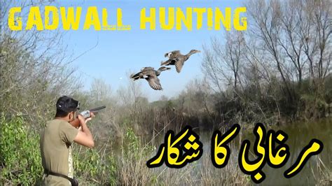 Duck Hunting In Pakistan Murghabi Ka Shikar Duck Hunting