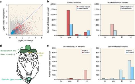 Asymmetric Interactions Between Doublesex And Tissue And Sex Specific