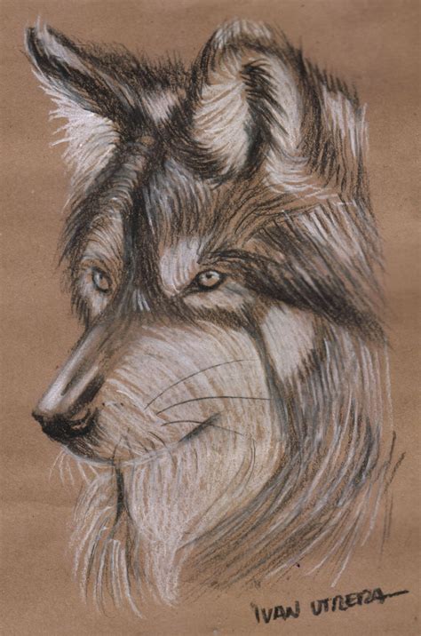 Algunos Dibujos Propios Lobos A Lapiz Lobo Dibujo A Lapiz Dib Nbkomputer