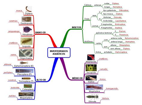 Mapas Mentais Sobre ANIMAIS INVERTEBRADOS Study Maps