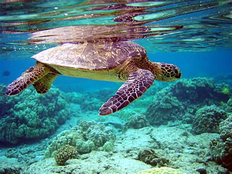 Turtle Swimming In The Ocean Hd Wallpaper Wallpaper Flare