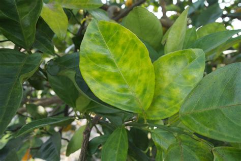 There’s No Cure For Citrus Greening California Growers Have No Choice But To Keep Going