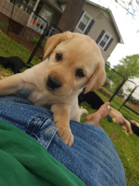 Labrador Retriever Puppies For Sale Travelers Rest SC 511750