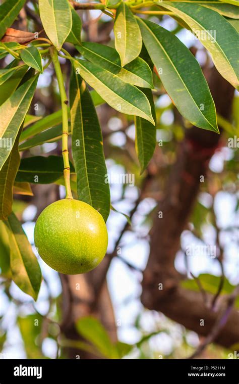 Green Suicide tree, Pong-pong, Othalanga (Cerbera oddloam) fruit on tree, cerbera odollam gaertn ...