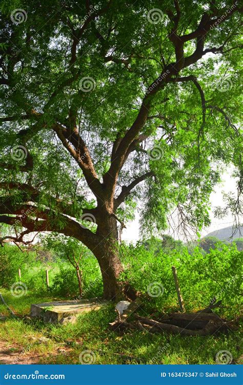 Big Neem Tree Or Azadirachta Indica In Village Stock Image Image Of