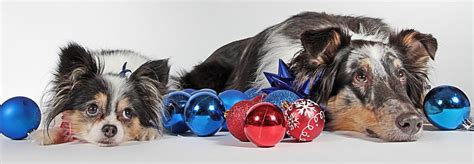 The 10 Best Christmas Dog Toys of 2019 - Paws & Claws Pet Supplies – Paws & Claws Online