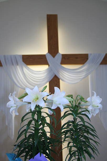 Easter Lily Stock Photos Pictures And Royalty Free Images Istock