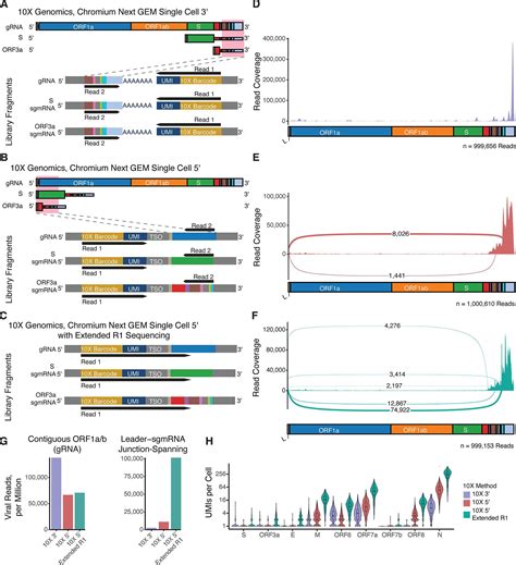 Unambiguous Detection Of Sars Cov Subgenomic Mrnas With Single Cell