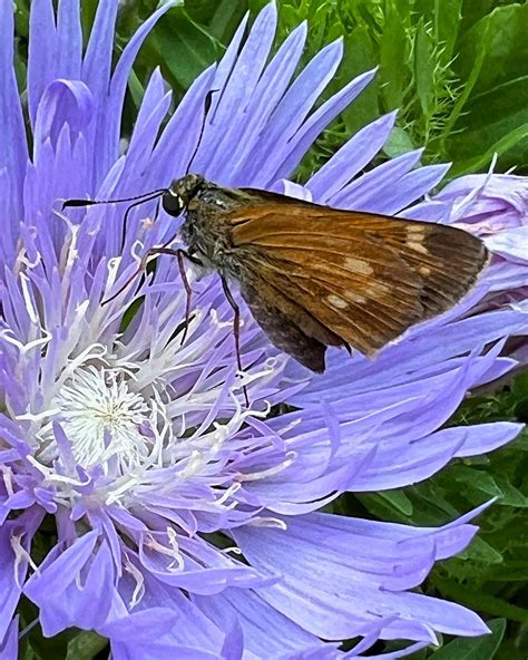 The Pollinator Garden is exploding... - Nash County Arboretum