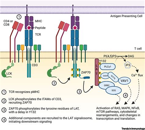 Staggered Starts In The Race To T Cell Activation Trends In Immunology