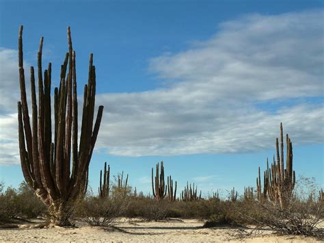 Valley Of The Giants Valle De Los Gigantos Baja California 2022