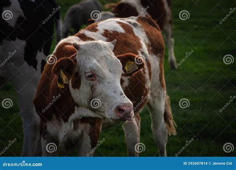 Selective Blur On A Portrait Of The Head Of A Holstein Frisian Cow A