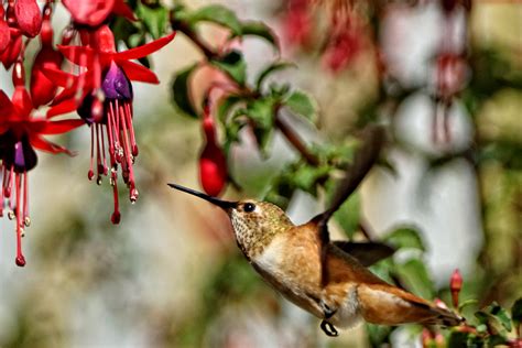 victoria daily photo rufous hummingbird selasphorus rufus