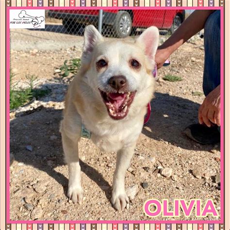 M 汤 on Twitter RT PerreraToledo OLIVIA chihuahua 9añitos 6 5kg