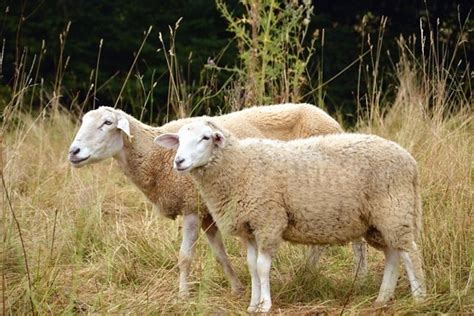 picture curious sheep blue sky animal head