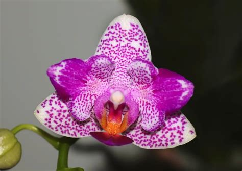Orchid Phalaenopsis Hualien Pink Galaxy '272' (peloric) *scented
