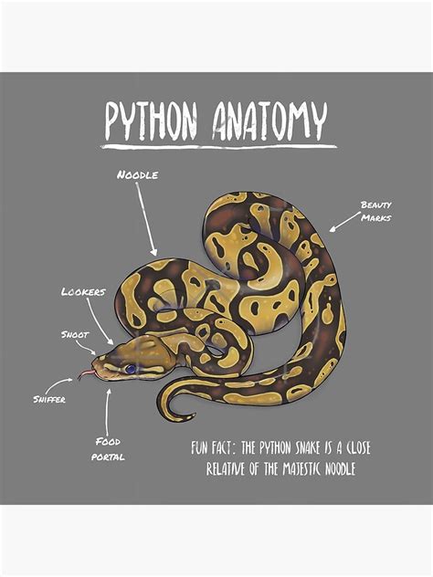 Ball Python Anatomy Diagram