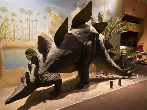 A Stegosaurus Built To Last Digging The Fossil Record Paleobiology At The Smithsonian