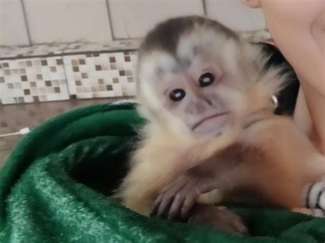 VÍDEO filhote de macaco prego órfão é resgatado sinais de fraqueza