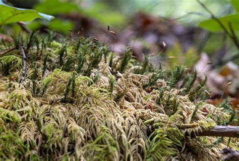 Alpine Haircap Moss From Squamish BC Canada On August 9 2022 At 12