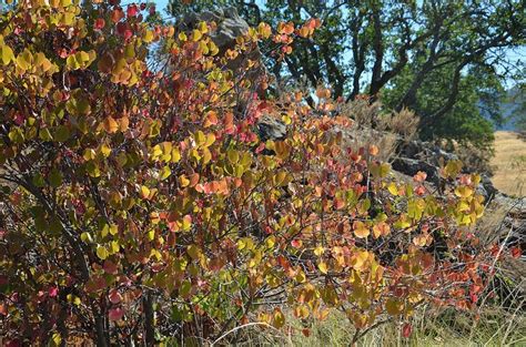 Cercis Occidentalis Western Redbud California Native Garden