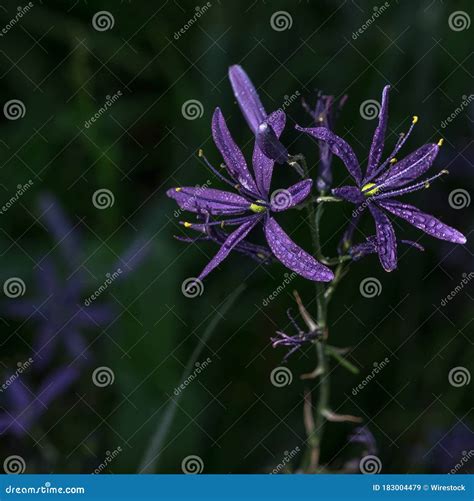 Common Camas Stock Photos - Free & Royalty-Free Stock Photos from