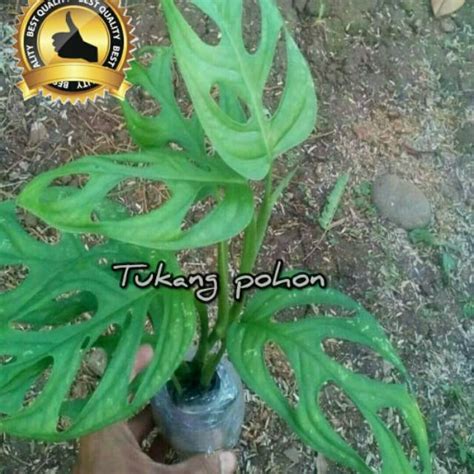 Jual Tanaman Hias Monstera Obliqua Janda Bolong Shopee Indonesia