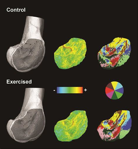 Figure 1 From Physical Activity Alters Limb Bone Structure But Not Entheseal Morphology