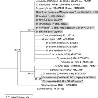 A Maximum Likelihood Tree Inferred From The Cryptophyte Nuclear S