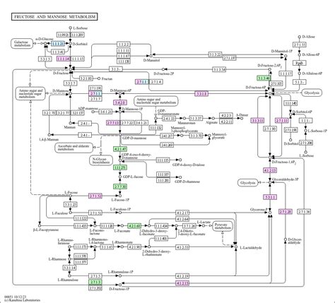 KEGG PATHWAY Fructose And Mannose Metabolism Homo Sapiens Human