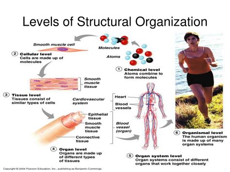 Structural Hierarchy Of The Human Body