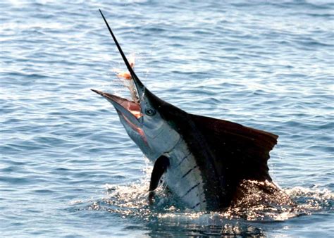 Swordfish Ocean Treasures Memorial Library