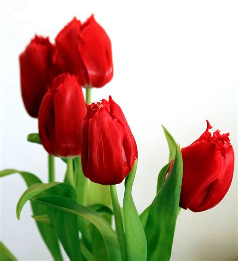 red tulips  white background  stock photo public domain pictures