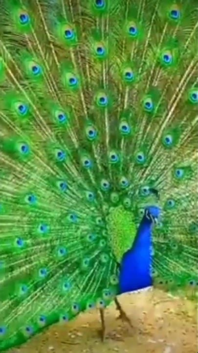 🥰 Beautiful Peacock Dancing Video ️🤩 Viral Dance Viralvideo Wildlife