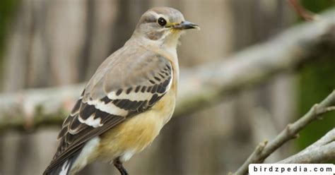 MOCKINGBIRD SYMBOLISM: Dream Meaning, Totem and more