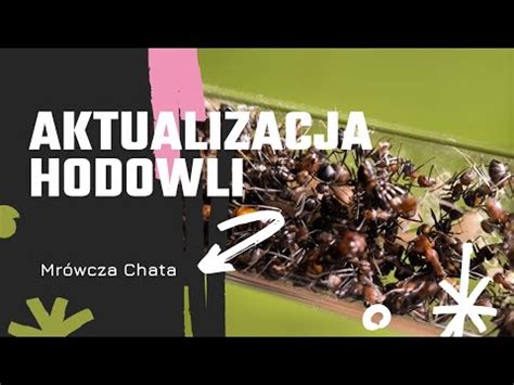 Co słychać u moich koloni mrówek YouTube