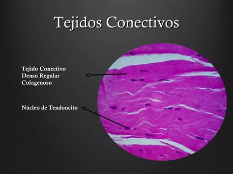 Tejidos Conectivos By Jp Ppt