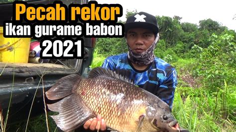 Pecah Rekor Mancing Ikan Gurame Babon 2021 Rell Menjerit Habiss