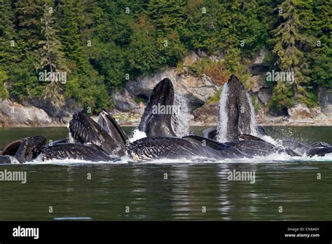 United States Alaska Frederick Sound Humpback Whale Megaptera