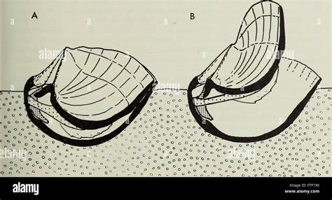 Bulletin Of The British Museum Natural History Geology Stock