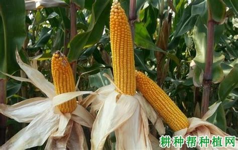 吉农大355玉米品种好不好？【耕种帮种植网】