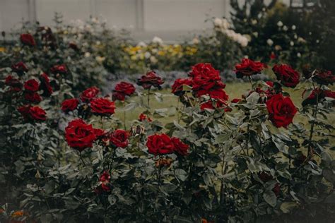 D Couvrez Les Vari T S De Roses Et Les Meilleurs Conseils De Culture